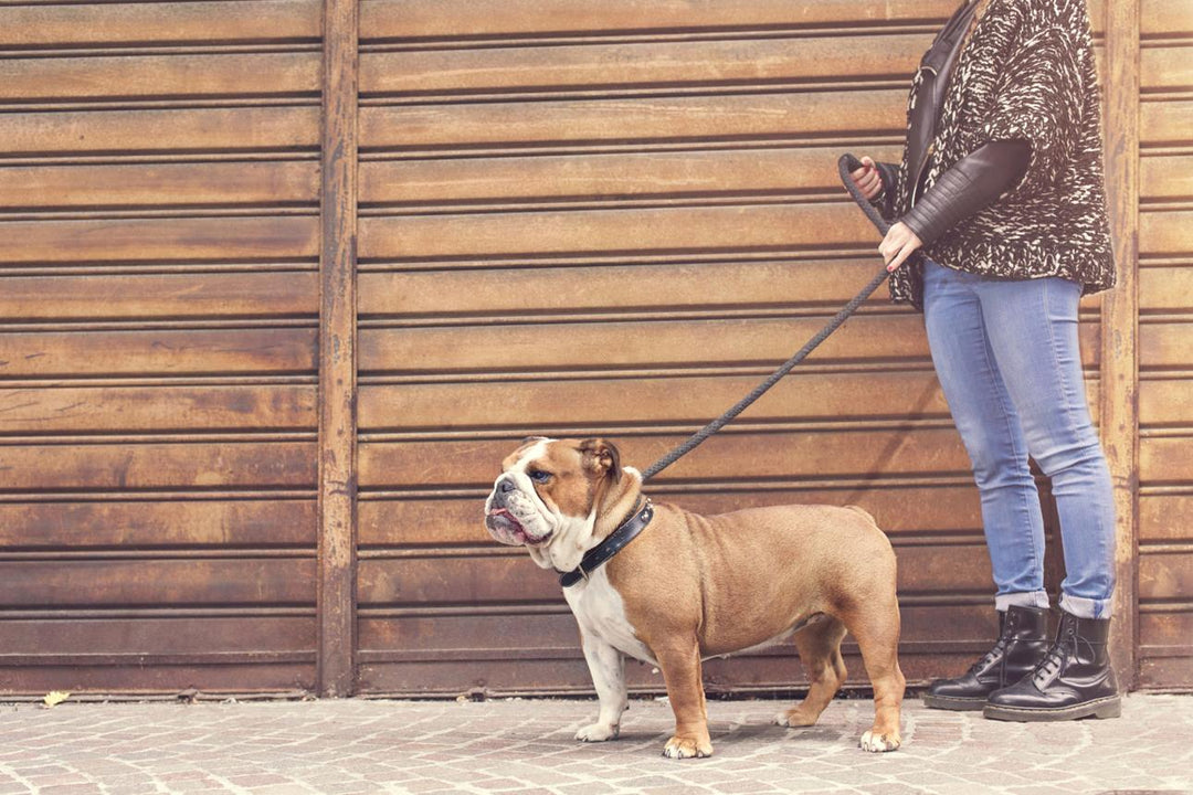 Bulldog Owners: Loyal, Bold, and Proud (Here’s Why)
